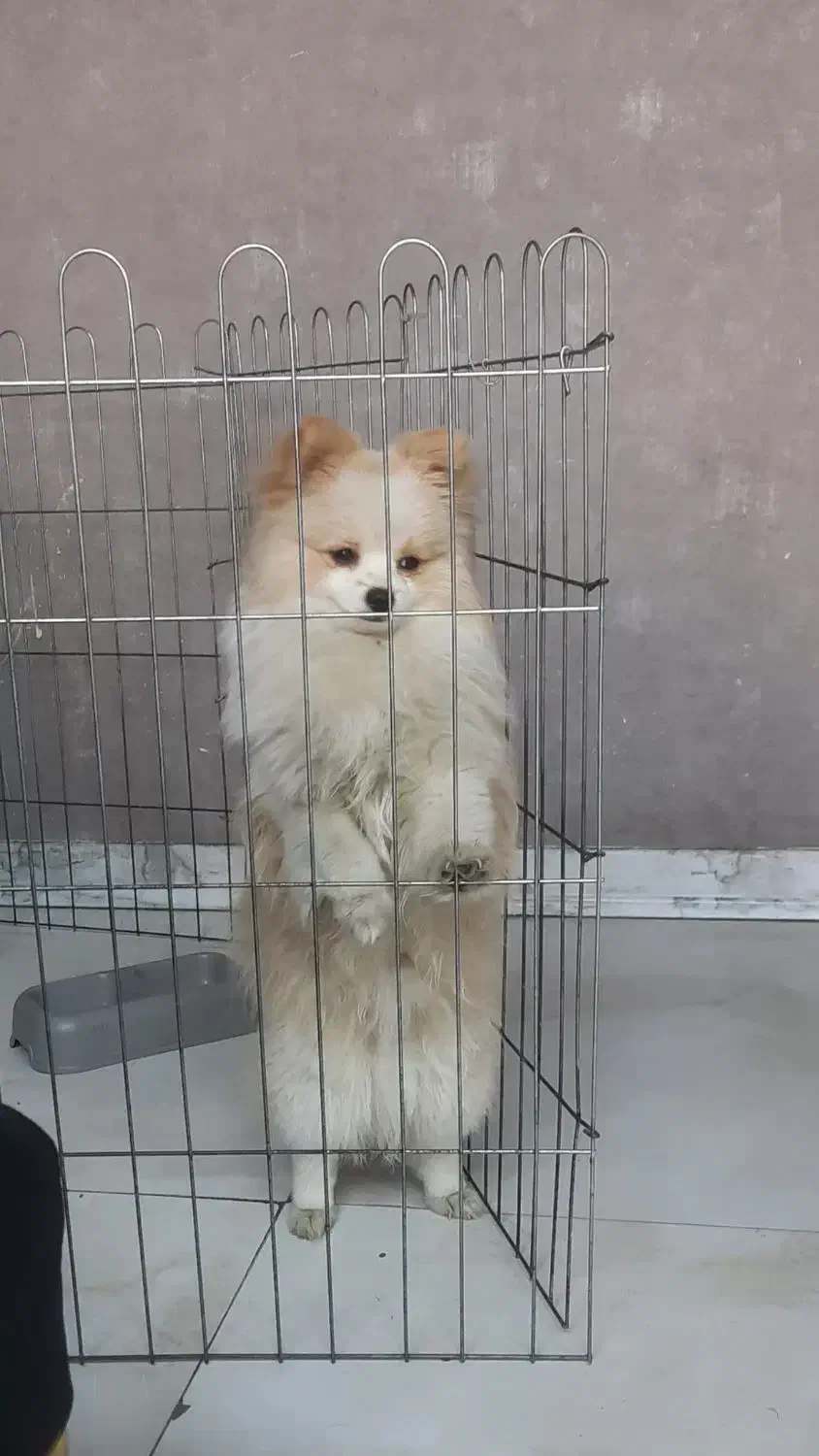 سگ پامر|سگ|فردیس, قریشی|دیوار