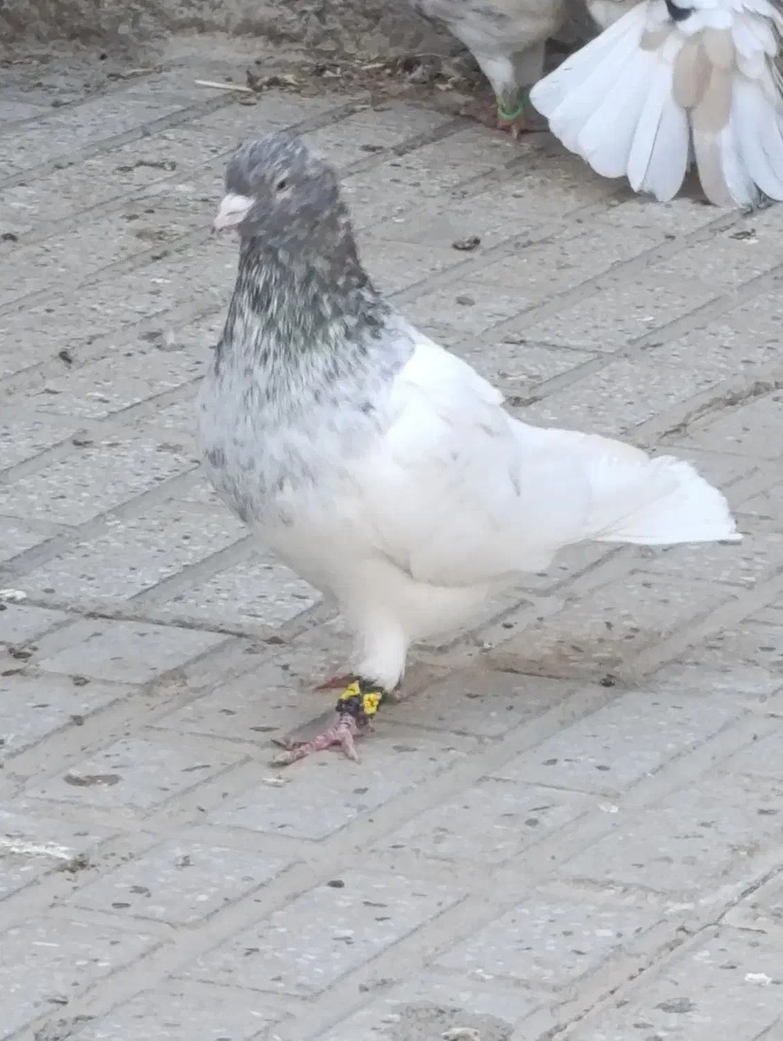 کفتر|پرنده|تربتحیدریه, باغ سلطانی|دیوار