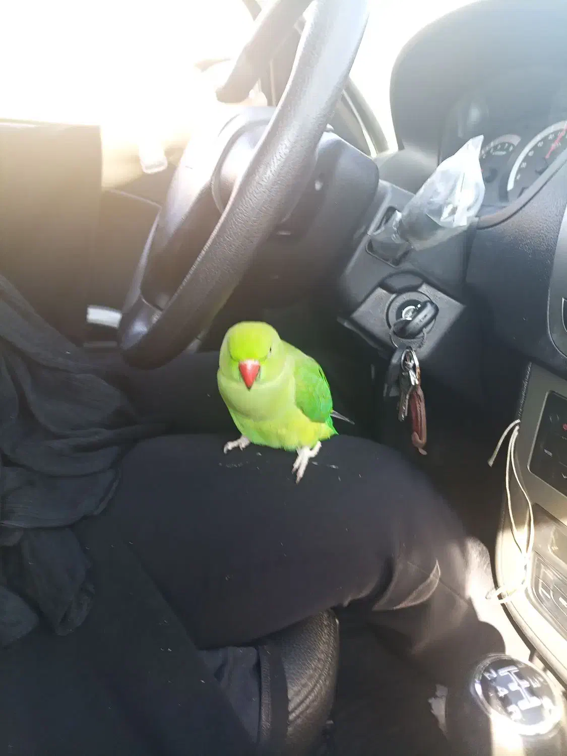 طوطی ملنگو گمشده|حیوانات|ساری, |دیوار