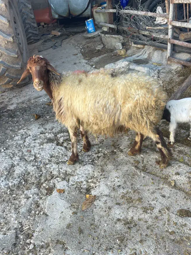 میش و بره|حیوانات مزرعه|بیرانوند, |دیوار