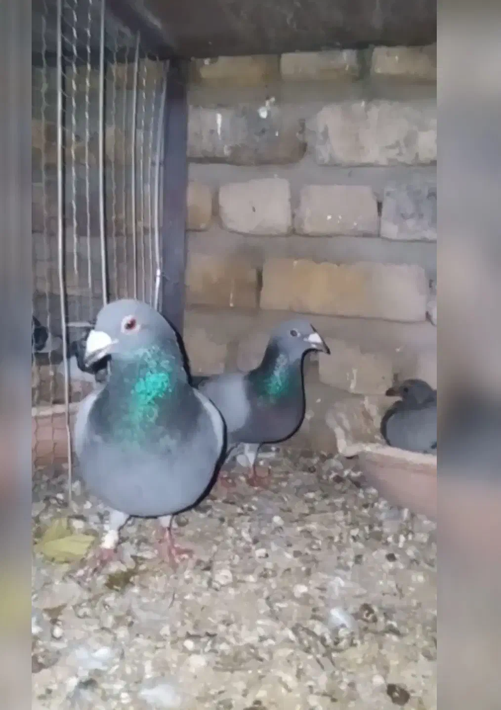 کفتر زمانت|حیوانات|گناباد, |دیوار