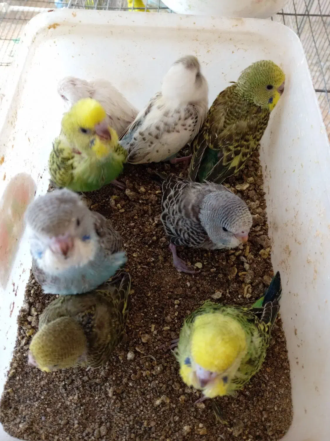 عروس هلندی۶۰۰+مرغ عشق(سرلاکی۱۵۰+باجوجه۱/۵۰۰|پرنده|قزوین, |دیوار