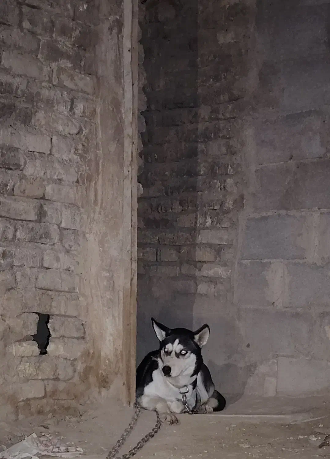 سگ هاسکی|سگ|مشهد, طرق|دیوار