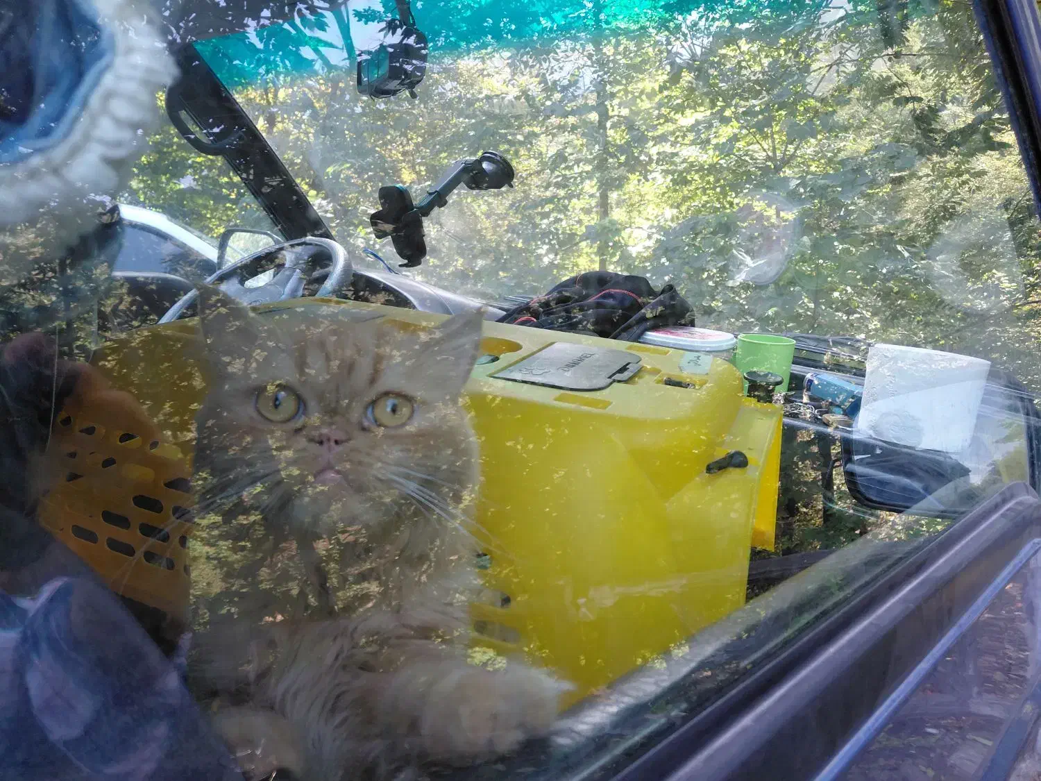 مژدگانی برای جینجر کوچولوی گمشده مون|حیوانات|تهران, ونک|دیوار