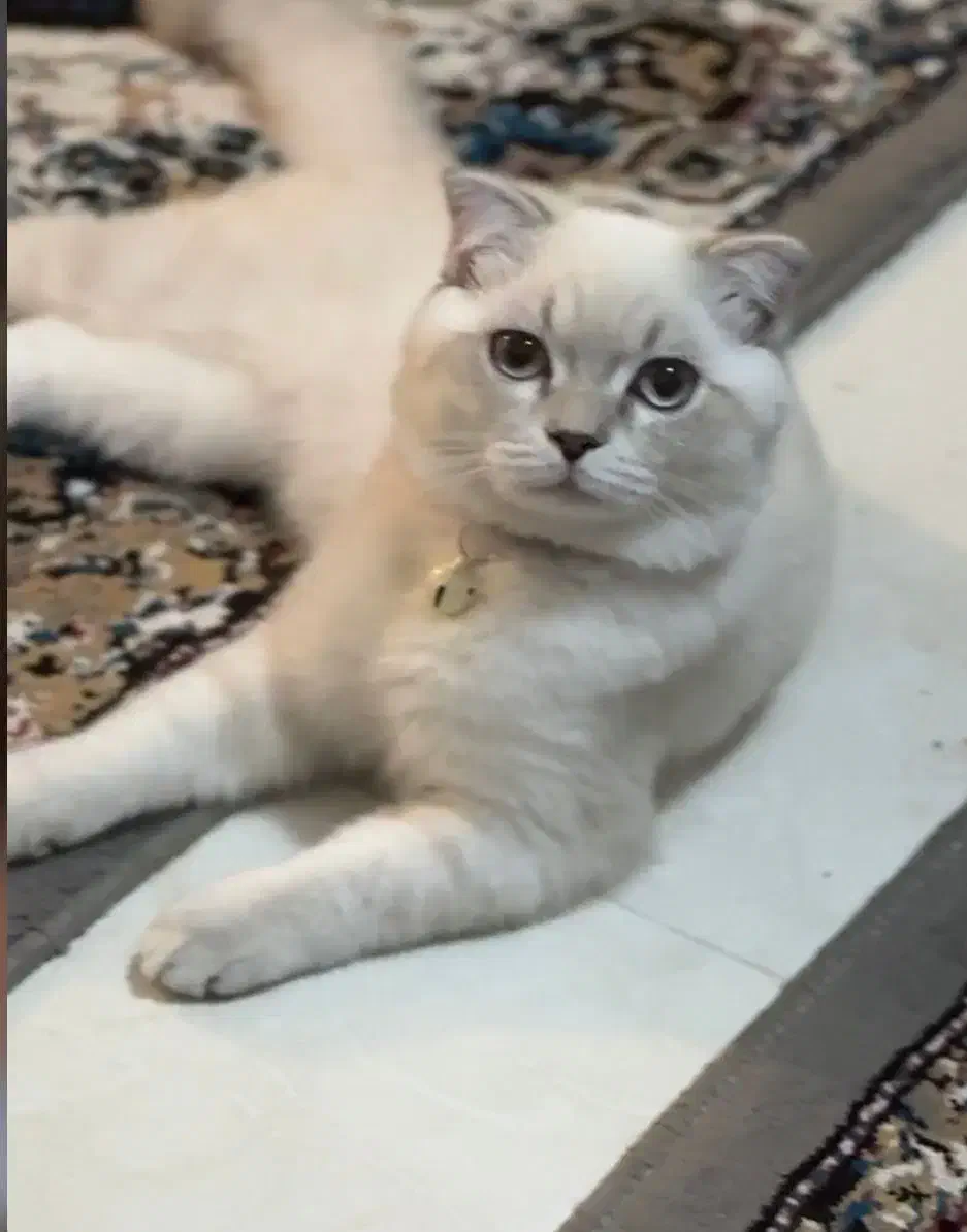 گربه بیریتیش نر|گربه|اندیشه, اندیشه فاز ۳|دیوار