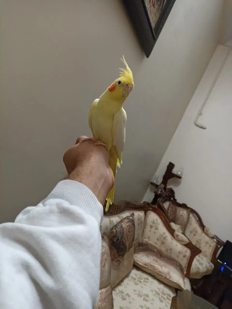 عروس هلندی لوتینو نر جوان|پرنده|تهران, مشیریه|دیوار