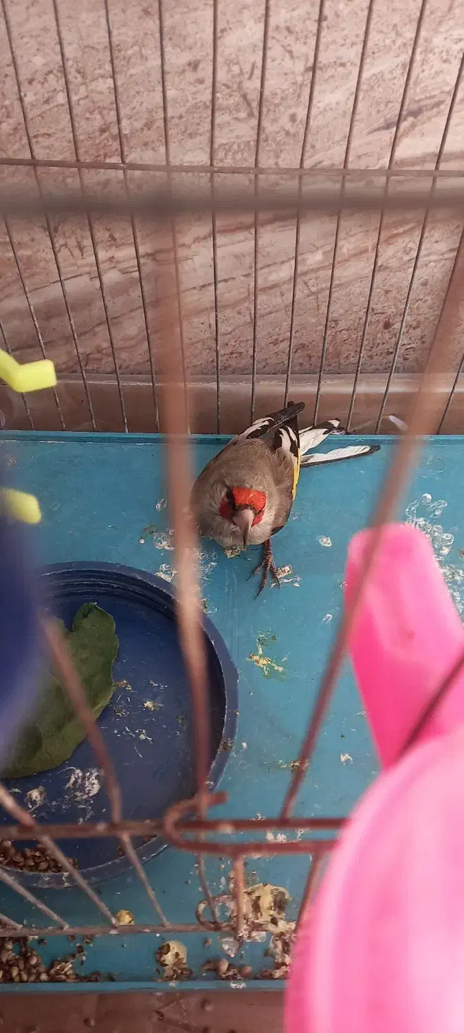 سهره یا سقا بافتی نر گل بلند|پرنده|کرمان, |دیوار