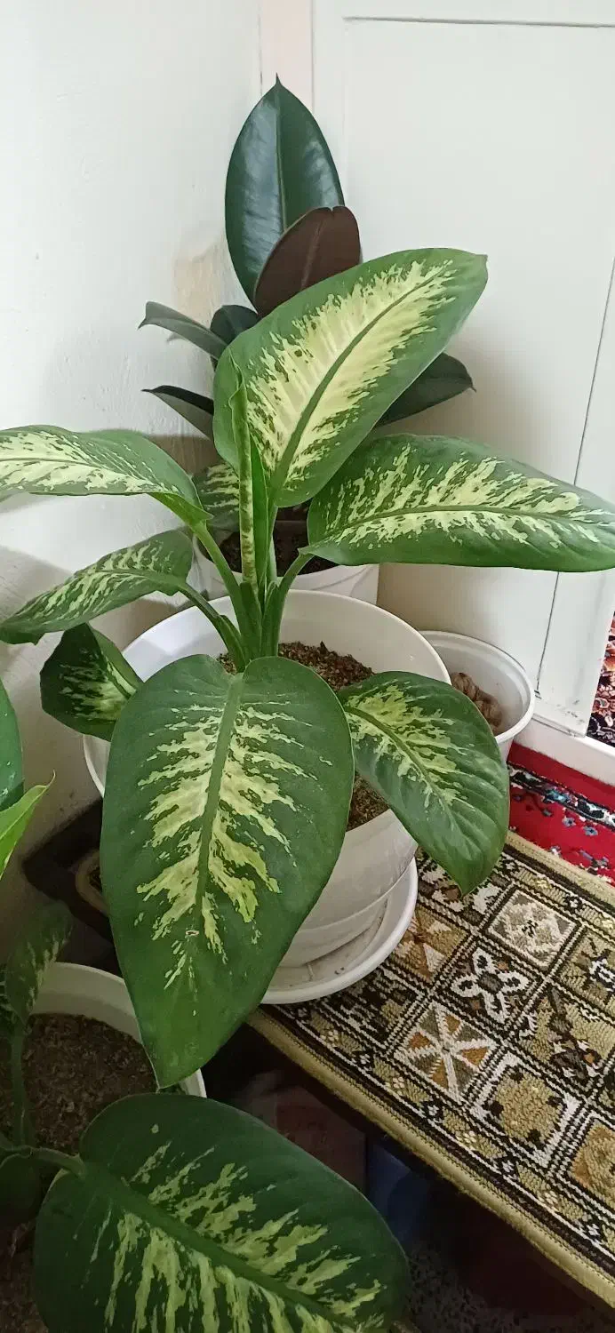 گل های شاداب و زیبا|گل و گیاه طبیعی|زنجان, |دیوار