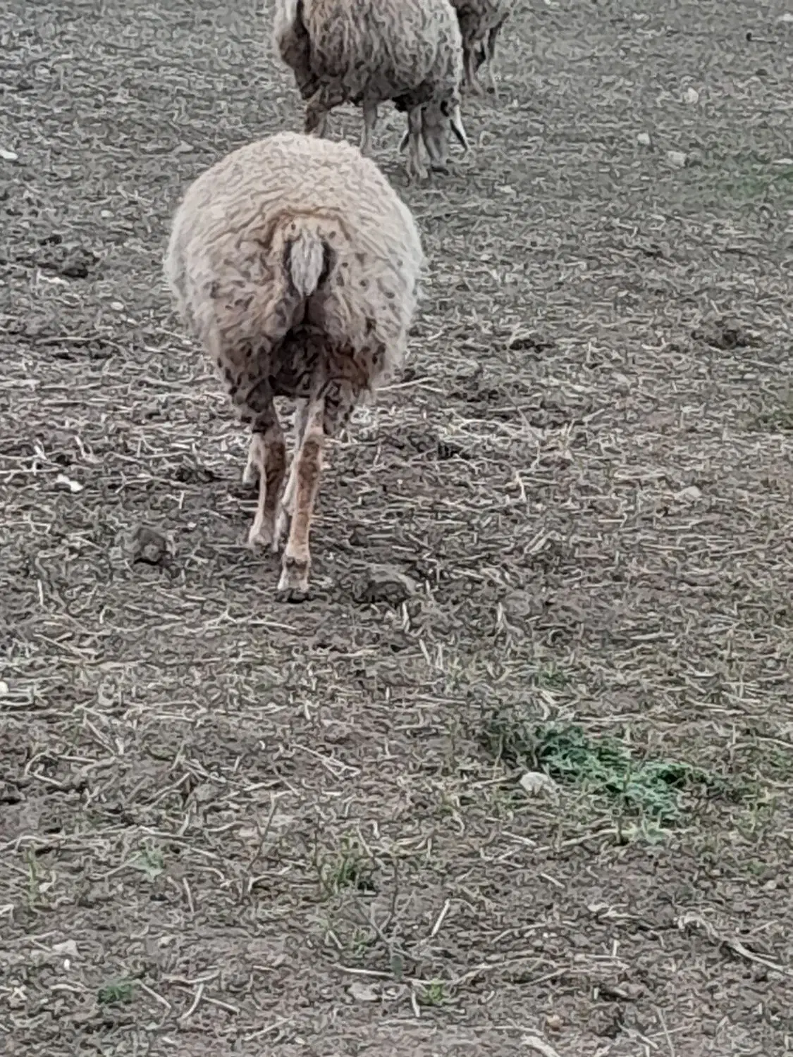 فروش شیشک یلینی ۲ عدد|حیوانات مزرعه|قشلاق دشت, |دیوار