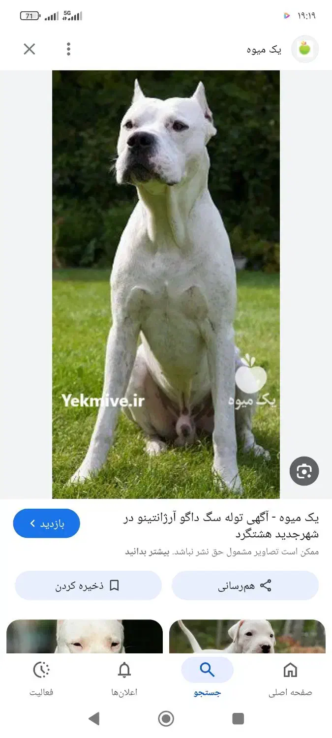 سگ داگو اصیل نگهبان عا لی|سگ|محمدشهر, محمدشهر|دیوار