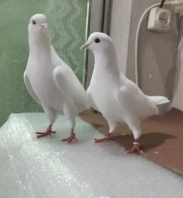 یک جفت کبوتر سفید چشم سیاه|پرنده|رشت, سلیمانداراب|دیوار