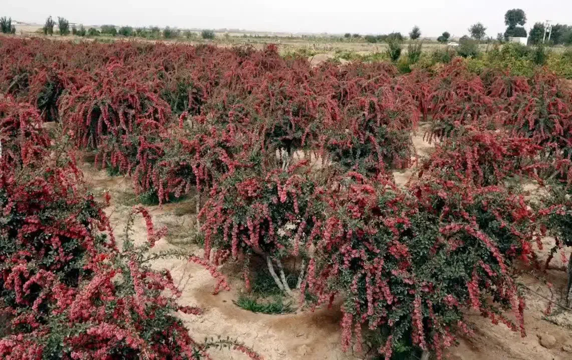 فروش باغ زرشک( فوری) ( اراضی چاه زم‌زم)|فروش زمین و ملک کلنگی|نیمبلوک, |دیوار