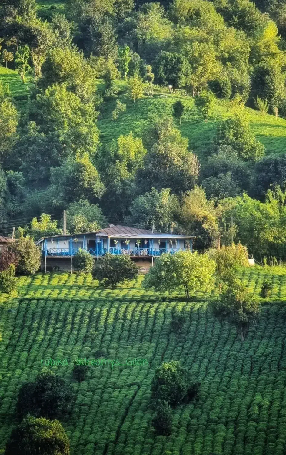 1700متر/ باغ 40 ساله/کاهو|فروش خانه و ویلا|شاندیز, |دیوار