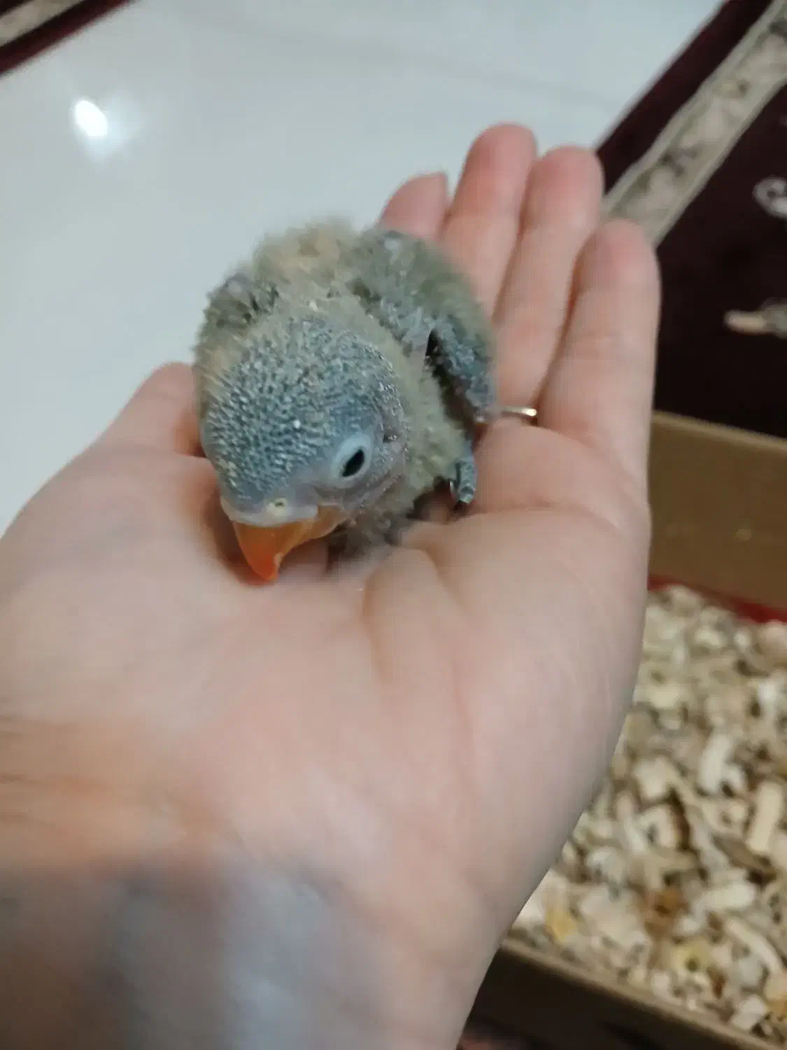 ۳تاجوجه برزیلی سرلاک خور ماله خودم هستن|پرنده|مشهد, شهید معقول|دیوار