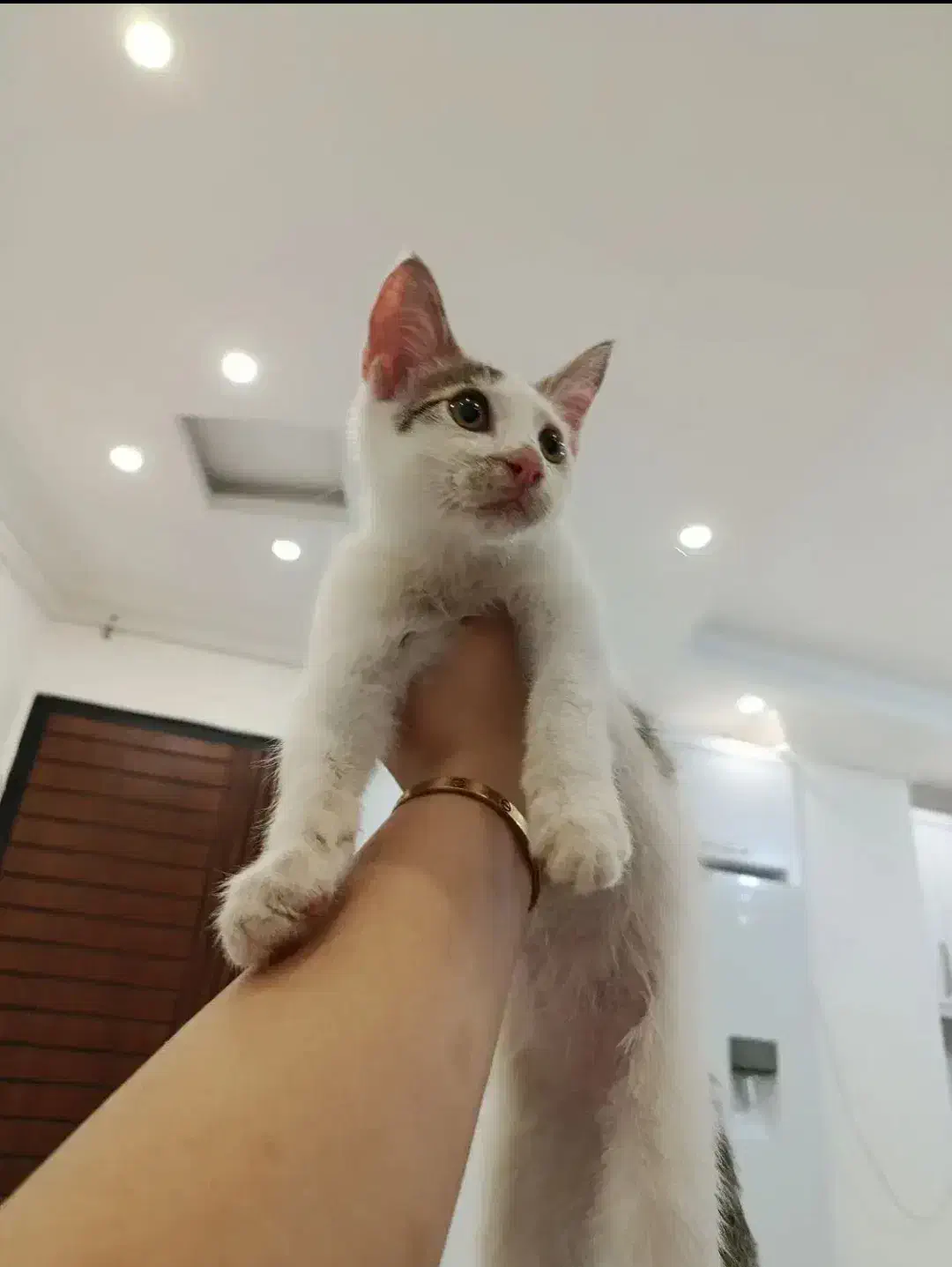 گربه رایگان۳ماهه|گربه|آق قلا, |دیوار