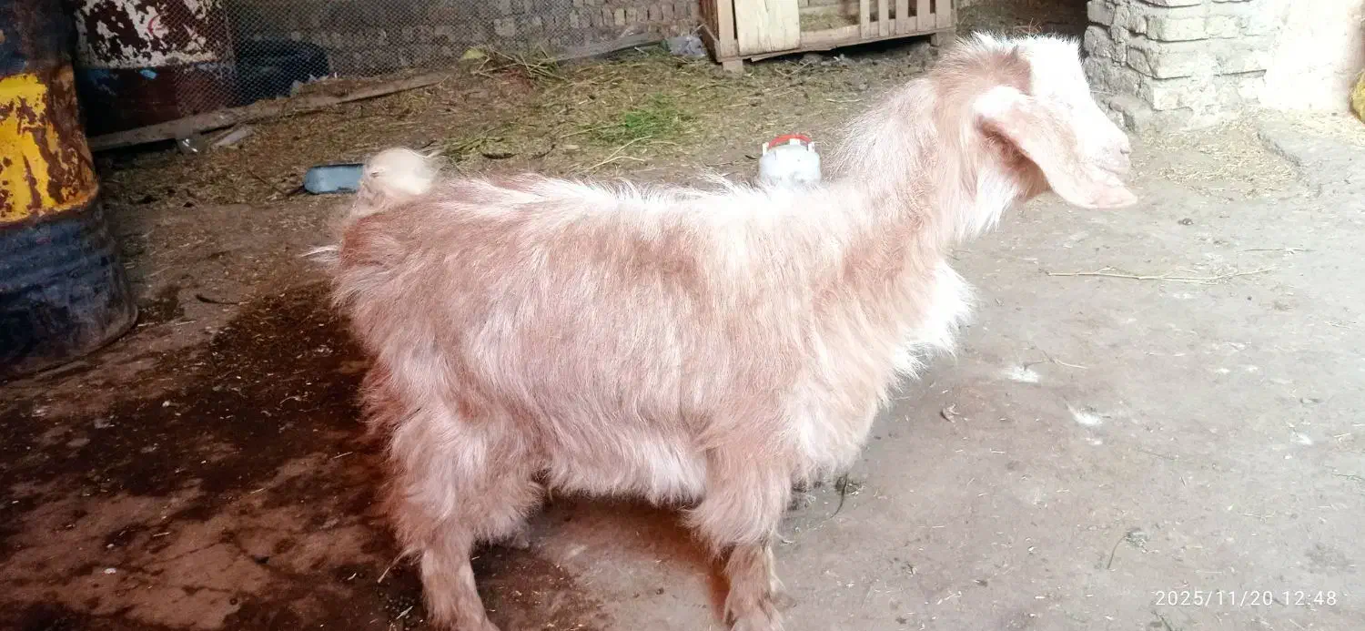 بزغاله ماده چاق برای قربانی|حیوانات مزرعه|تبریز, |دیوار