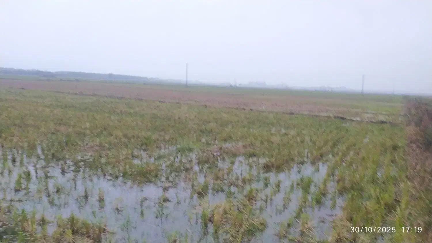 14000متر زمین کشاورزی متری 250|فروش زمین و ملک کلنگی|رضوانشهر, |دیوار