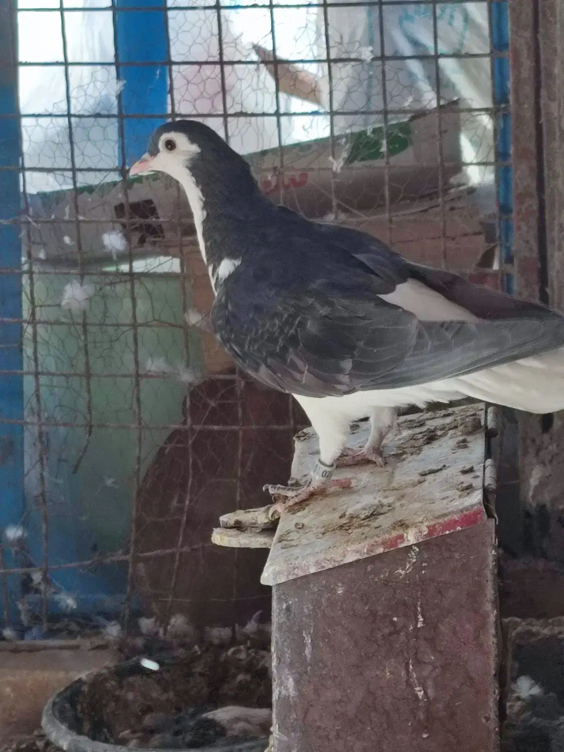 کبوتر|پرنده|سراوان, |دیوار