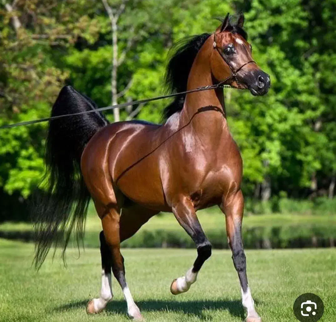 اسبکشی وحمل دام زنده|خدمات حمل و نقل|ابهر, |دیوار