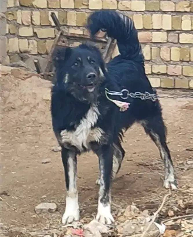 سگ قهدریجان|سگ|اسفرورین, |دیوار