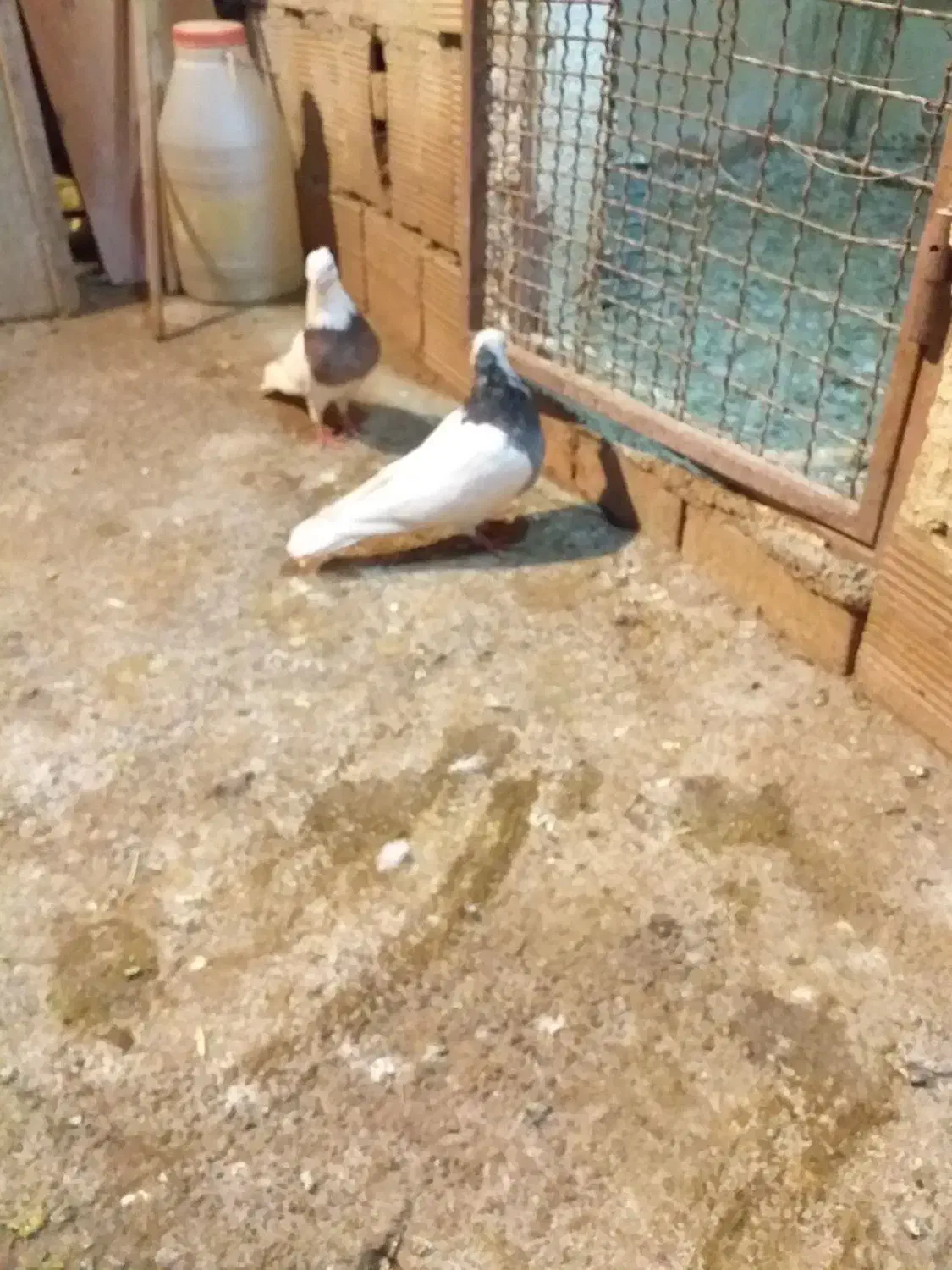 ۱۰عددطوقی قرمزوآبی نروماده ضمانتی|پرنده|نقده, |دیوار