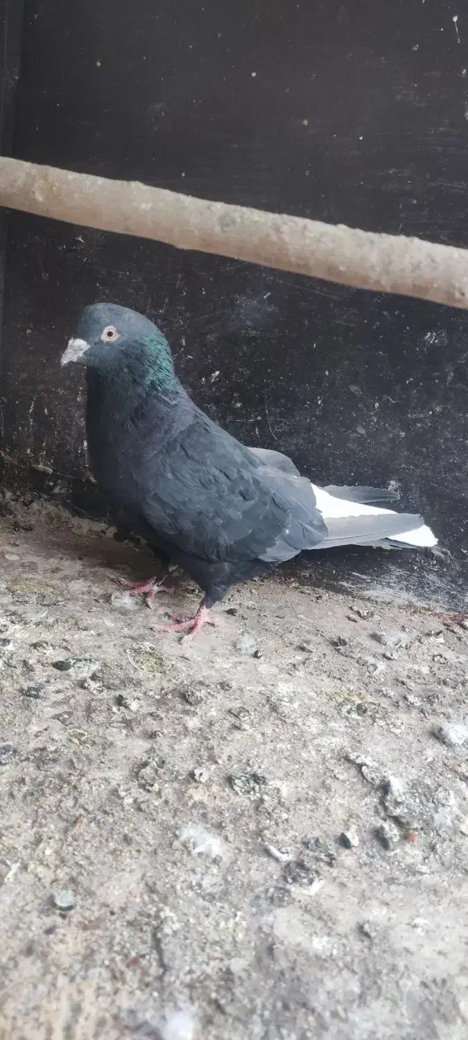 نر زاغ دمسفید|پرنده|قم, پردیسان|دیوار