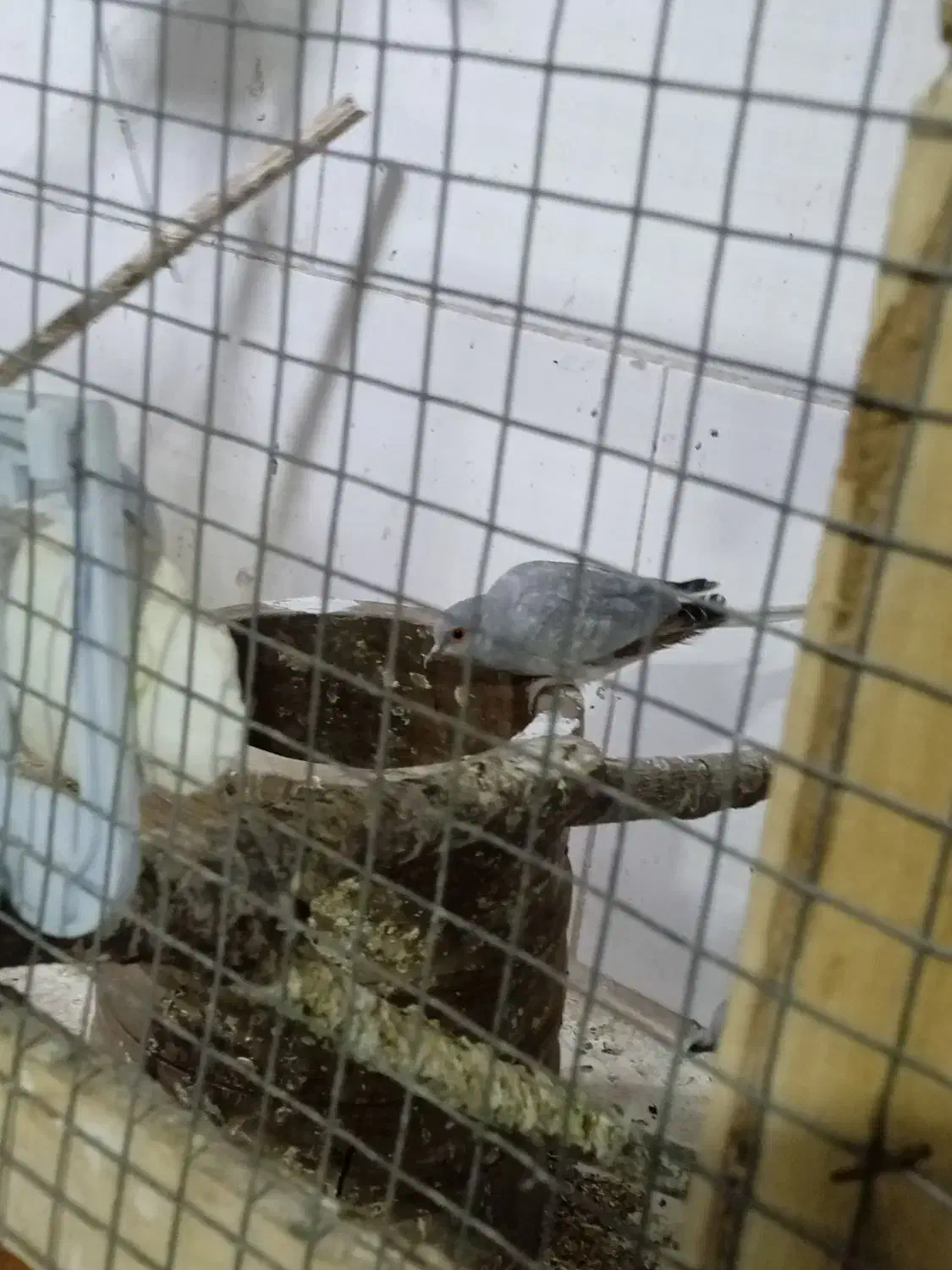 پرنده چینی|پرنده|بهبهان, |دیوار