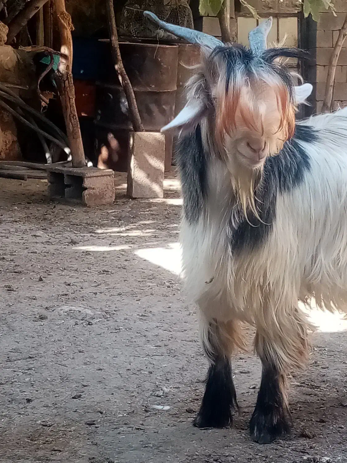 بزغاله تخمی|حیوانات مزرعه|اردل, |دیوار