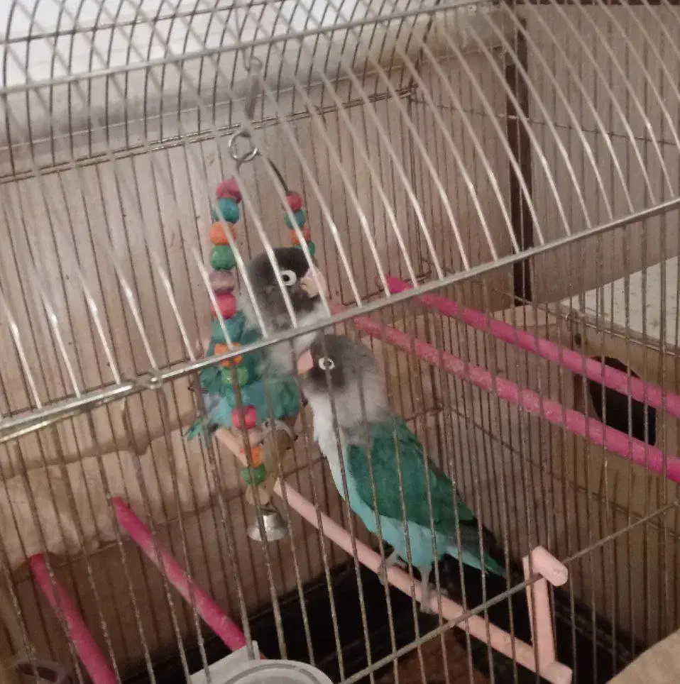 پرنده کوتوله|پرنده|تربتحیدریه, مسجد جامع|دیوار