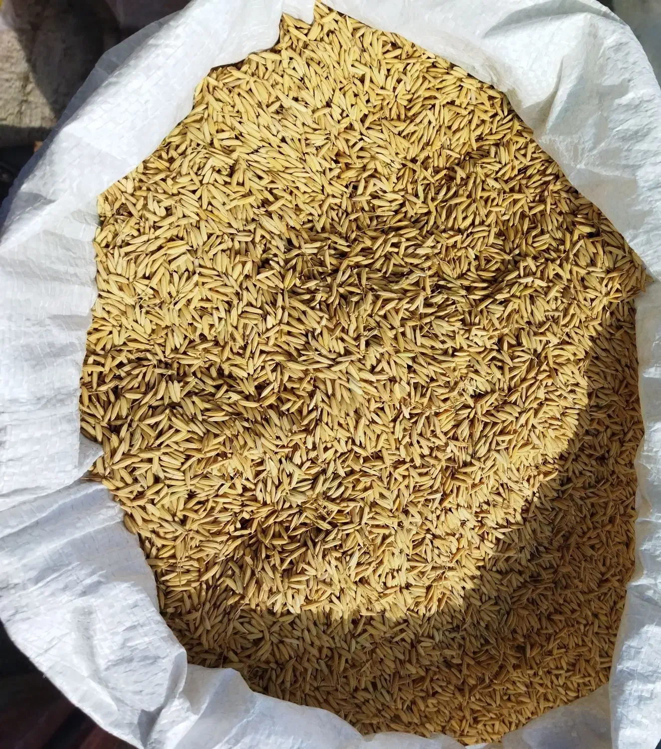 تیم بینج بذر شالی|حیوانات مزرعه|فریدون‌کنار, |دیوار