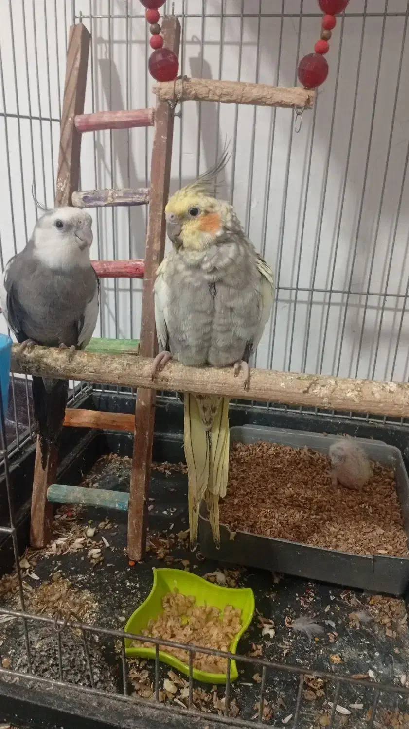 فروش عروس هلندی|پرنده|احمدآبادمستوفی, |دیوار