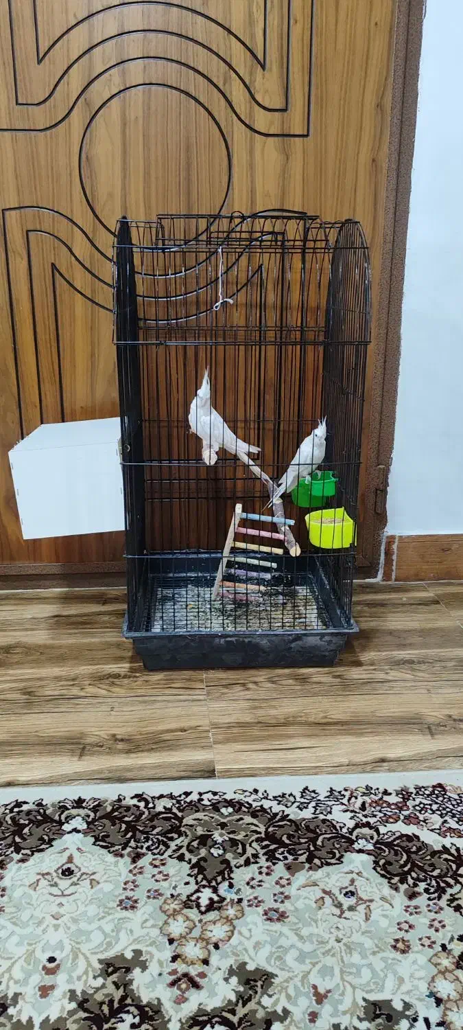 یک جفت عروس هلندی نر وماده البینو|پرنده|دهگلان, |دیوار