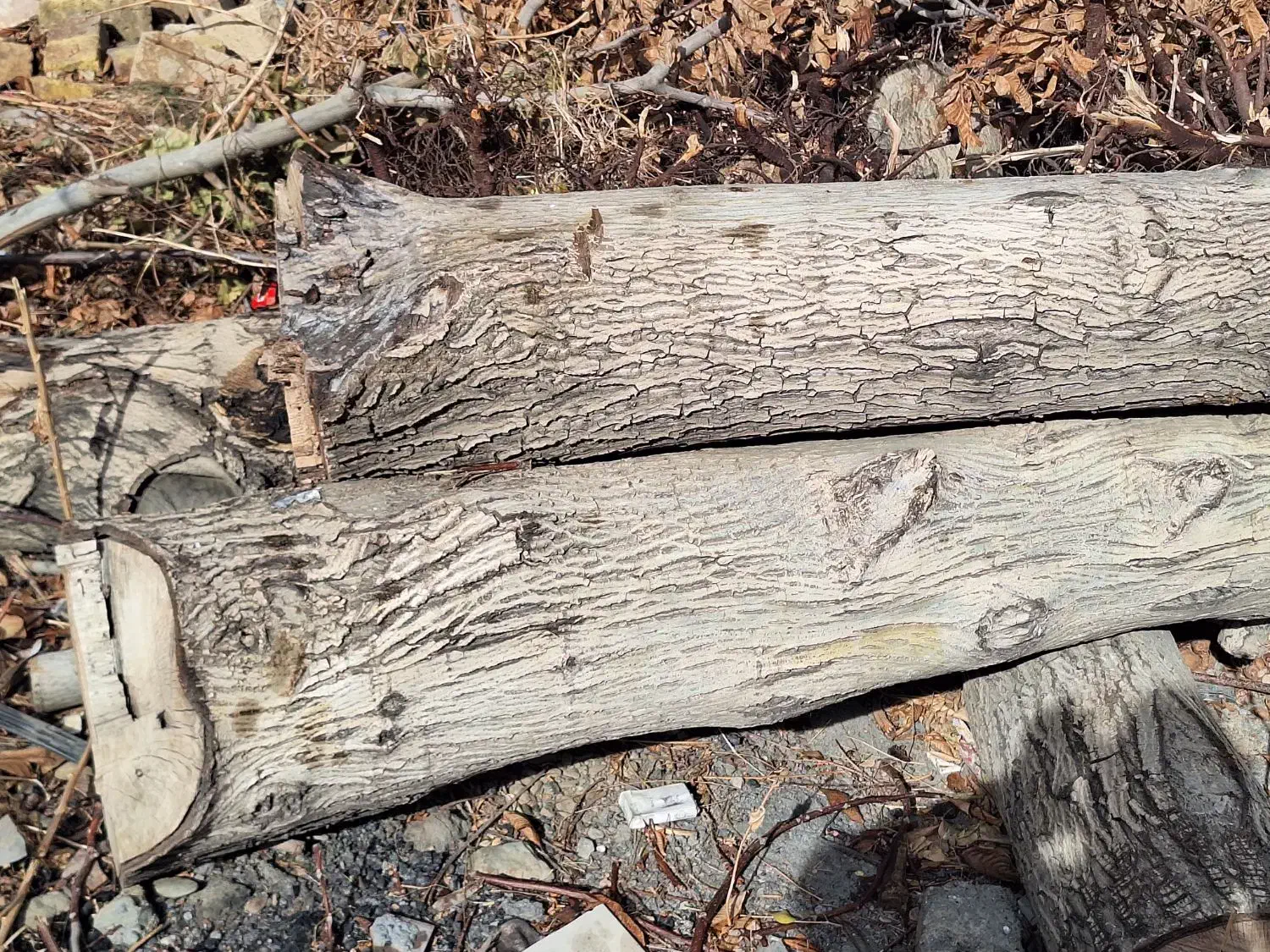 تنه درخت گردو فروشی..کامل خشک و بدون خرابی|عمدهفروشی|قره چای, |دیوار