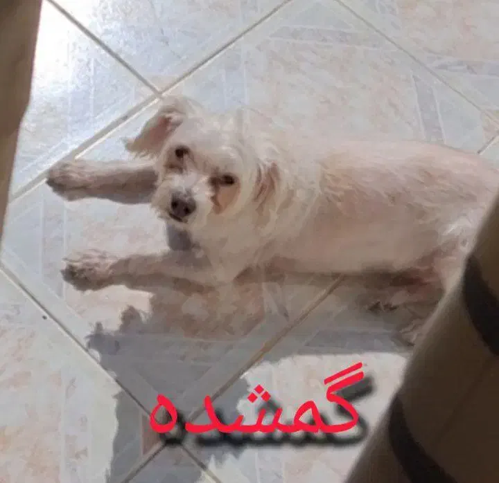 گم شده اشپپیز تریر ماده|حیوانات|اصفهان, سپاهانشهر|دیوار