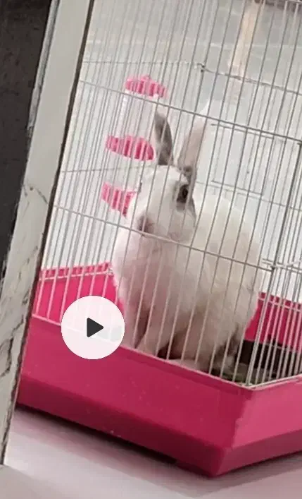 خرگوش گمشده|حیوانات|اندیمشک, |دیوار