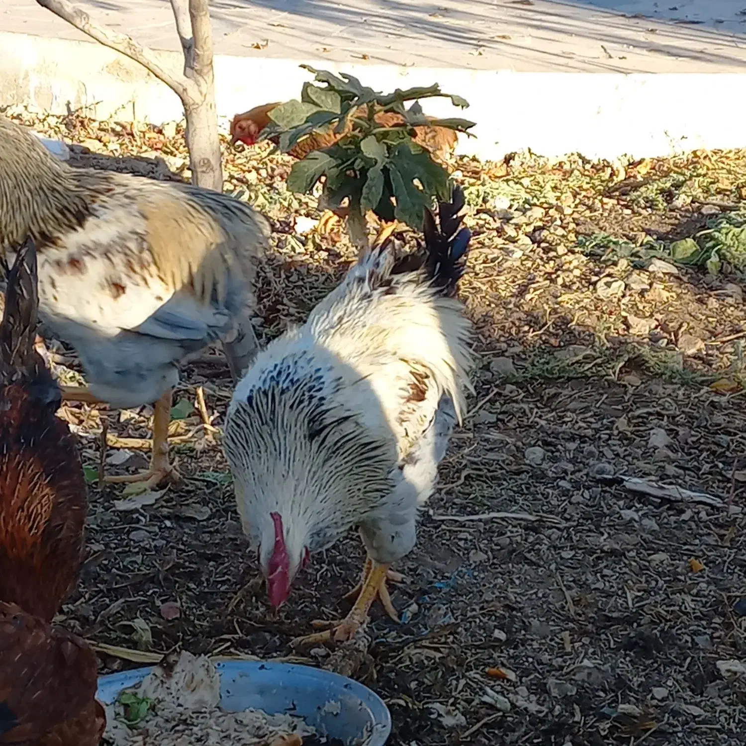 خروس محلی / ۶ عدد سالم|حیوانات مزرعه|بومهن, |دیوار