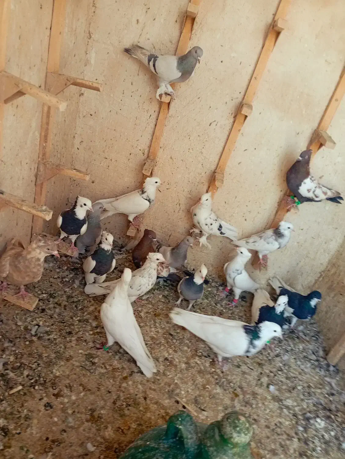 کفتر  رنگی بهبونی  پرشی|پرنده|شیراز, کفترک|دیوار