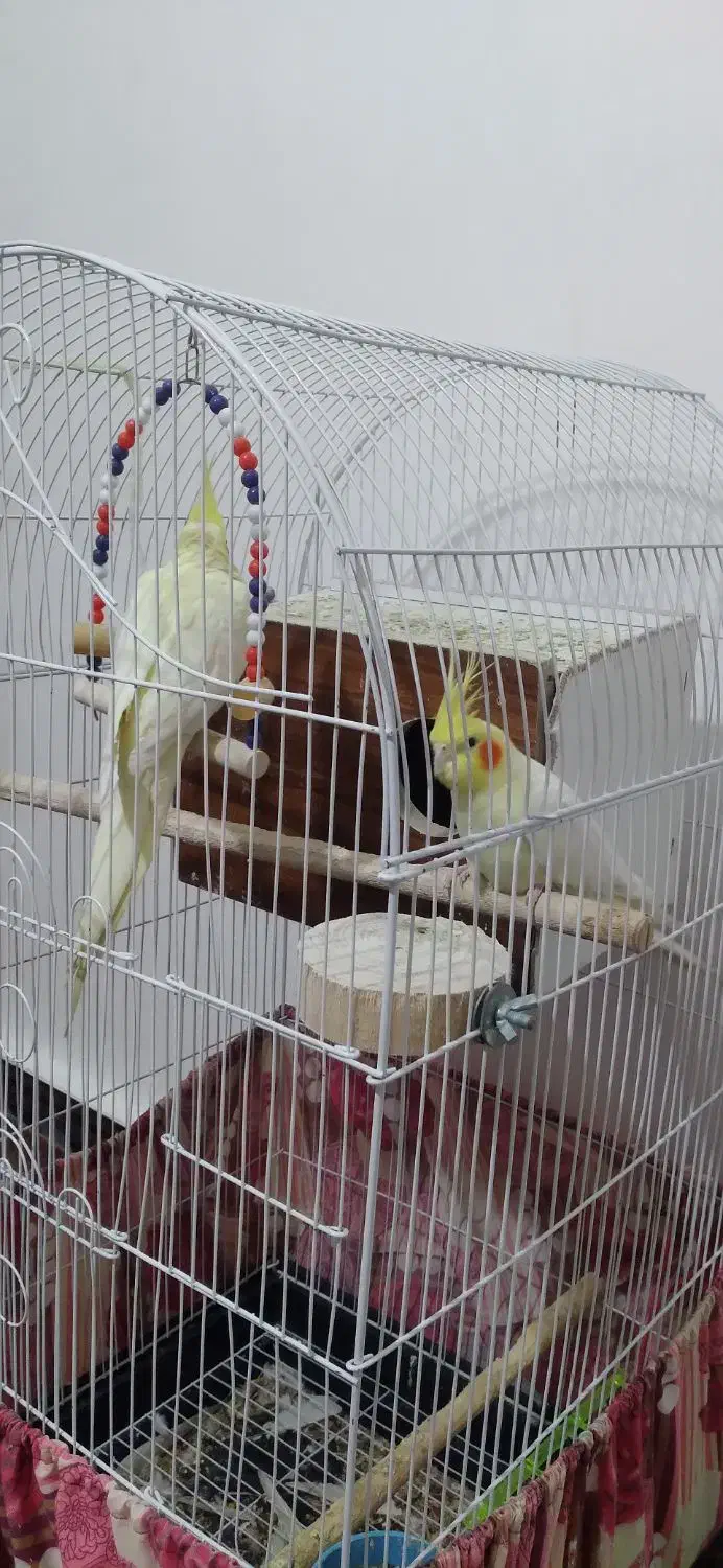 عرو هلندی مبدل زعفرانی کشیده نر و ماده|پرنده|تاکستان, |دیوار