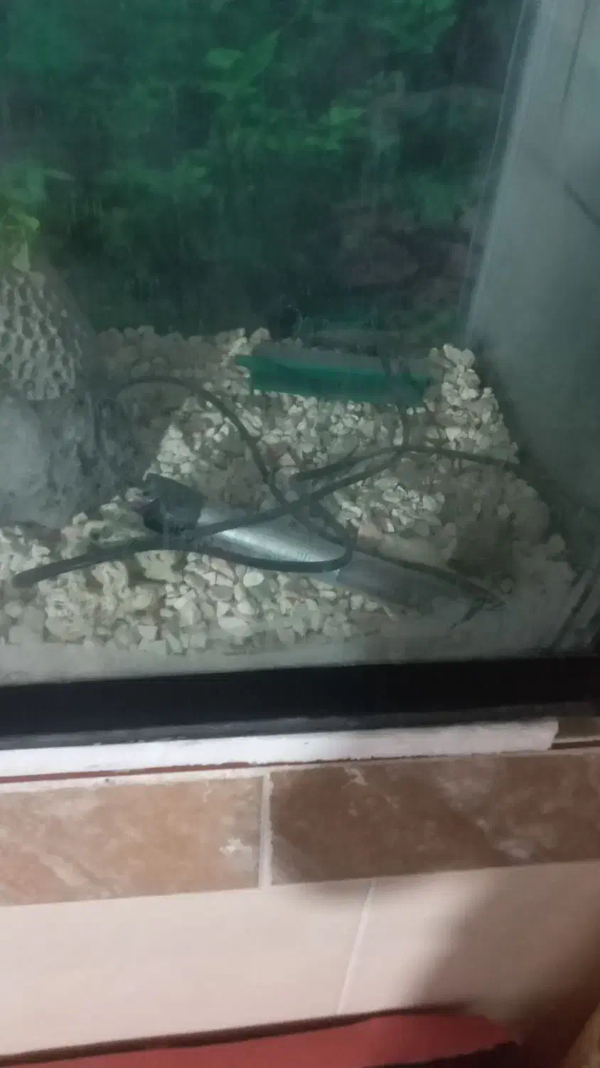 آکواریوم یک متری|ماهی|تربت‌حیدریه, قاسم آباد|دیوار