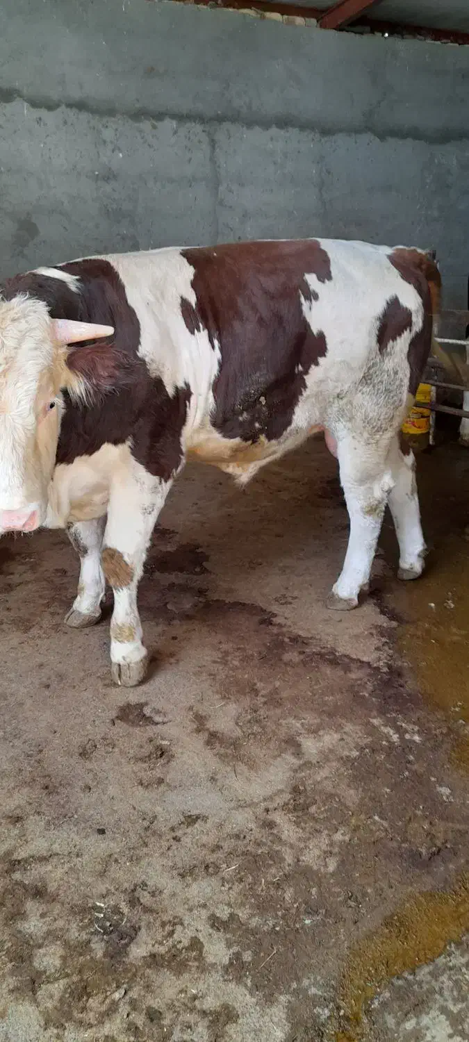 گوساله نر سیمینتال فول گوشت|حیوانات مزرعه|دینور, |دیوار