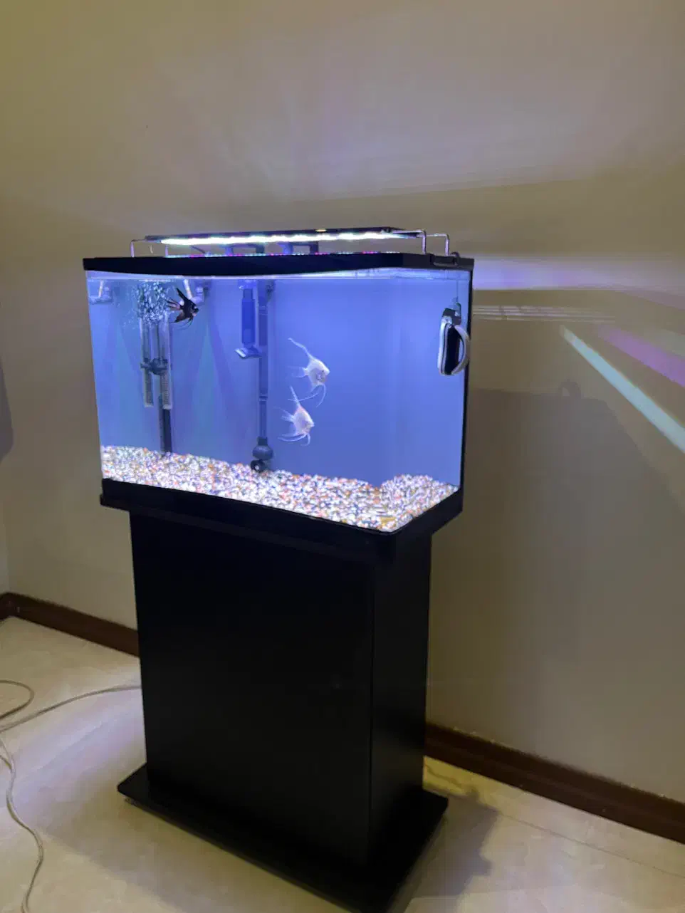 اکواریوم ۶۰در۴۰|ماهی|تهران, ویلاشهر|دیوار