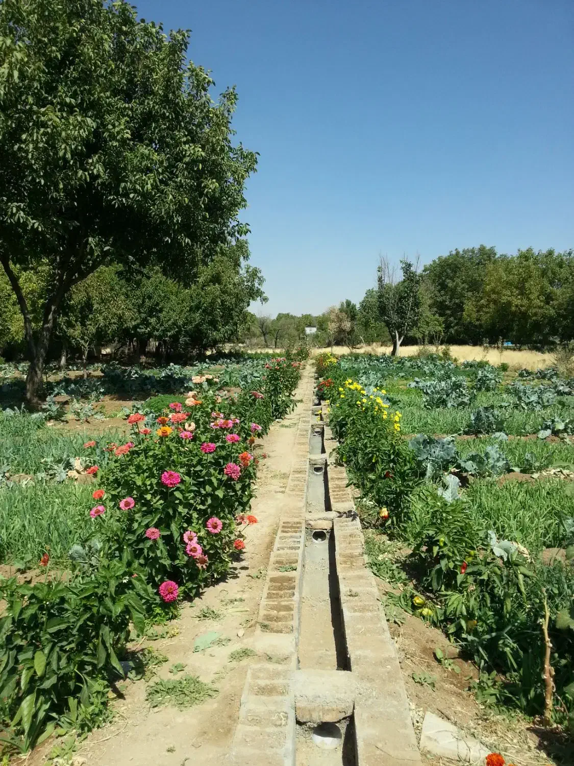 سبزی خورشتی خوراکی-کلم قمری|خوردنی و آشامیدنی|سنقر, |دیوار