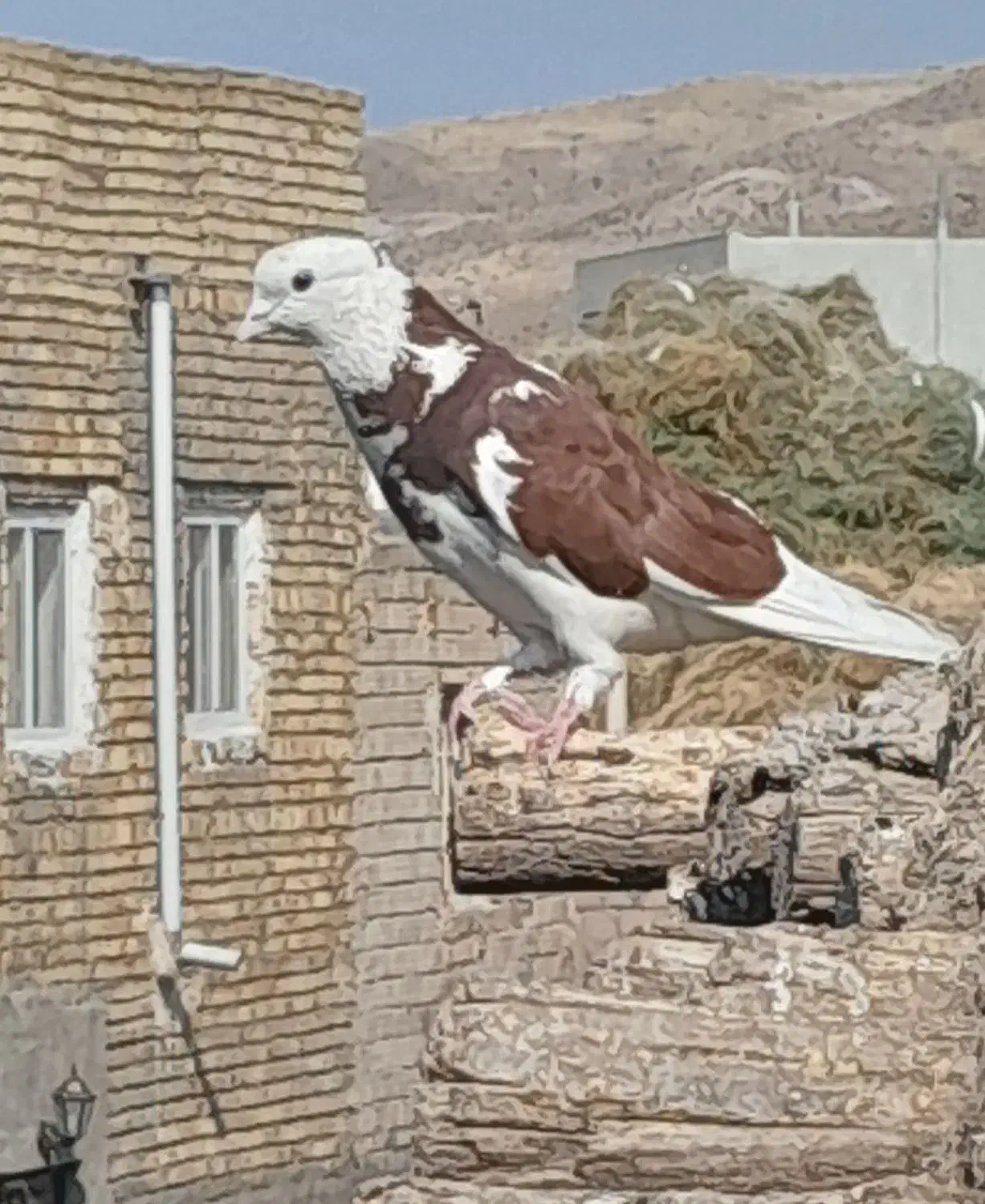 چند جفت کفتر معاوضه سگ پاکوتاه|پرنده|ترکمانچای, |دیوار