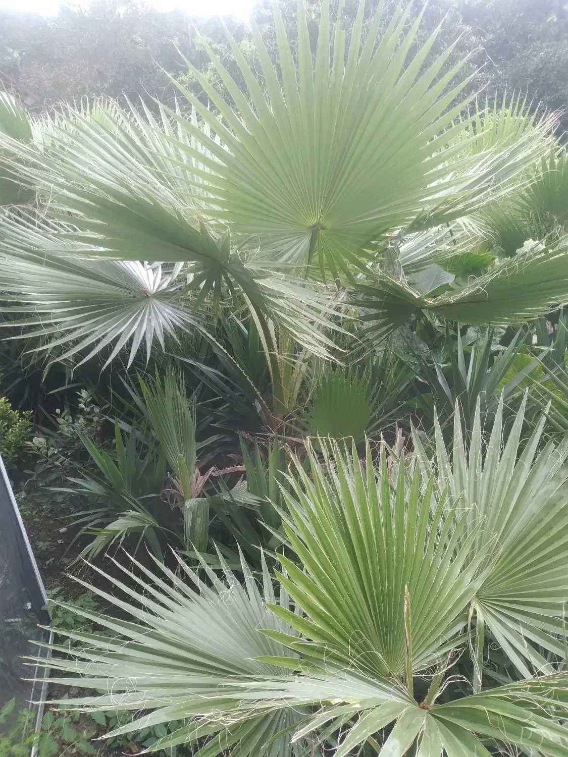 پالم شمشادباباادم|گل و گیاه طبیعی|املش, |دیوار