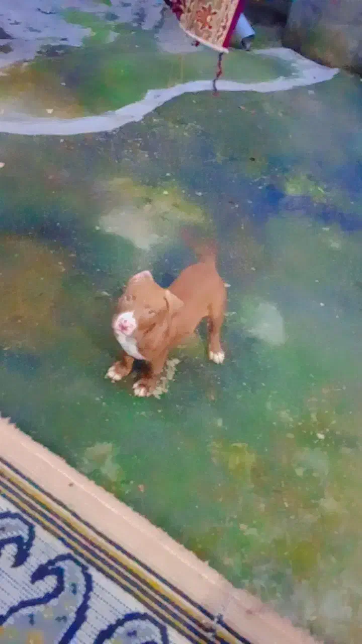 پیت بول  امریکن بولی|سگ|رشت, حمیدیان|دیوار