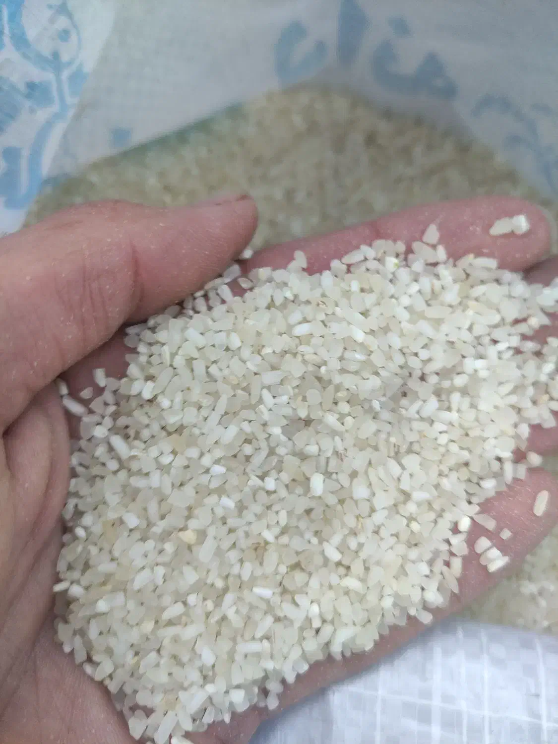 نیم دانه کامفیروزی|خوردنی و آشامیدنی|شیراز, ستارخان|دیوار