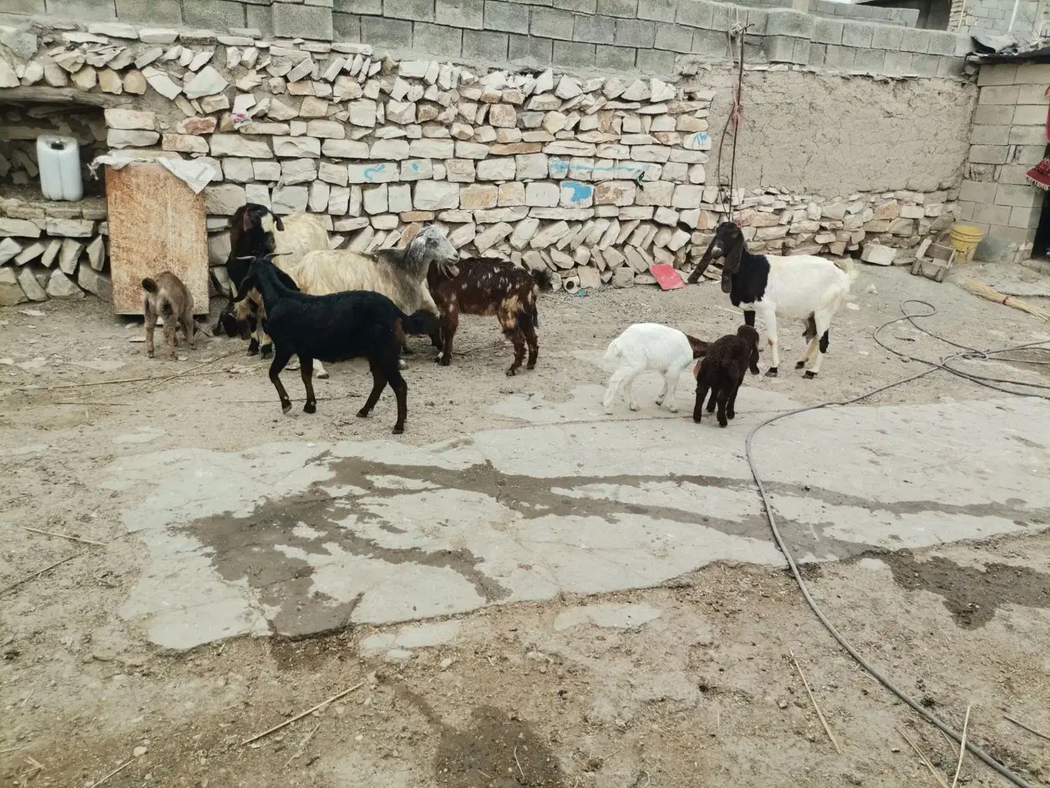 تعدادی بز وبزغاله درجه یک|حیوانات مزرعه|روانسر, |دیوار