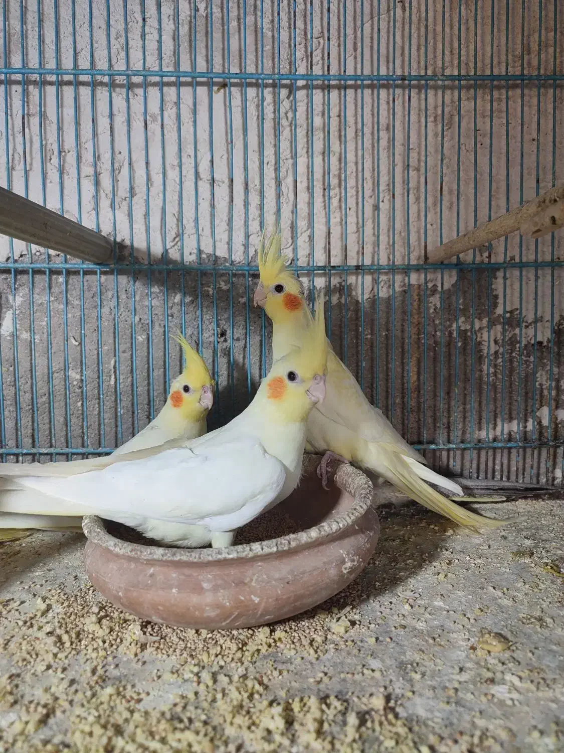 عروس هلندی لوتینو زعفرانی|پرنده|قم, هنرستان|دیوار