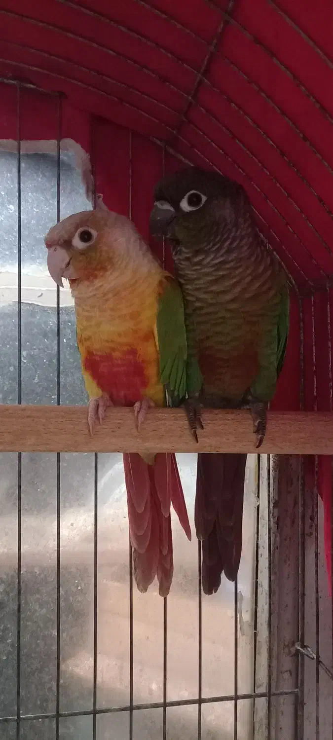 عروس هلندی .مرغ عشق .گرینچیک|پرنده|قرچک, مهدیه|دیوار