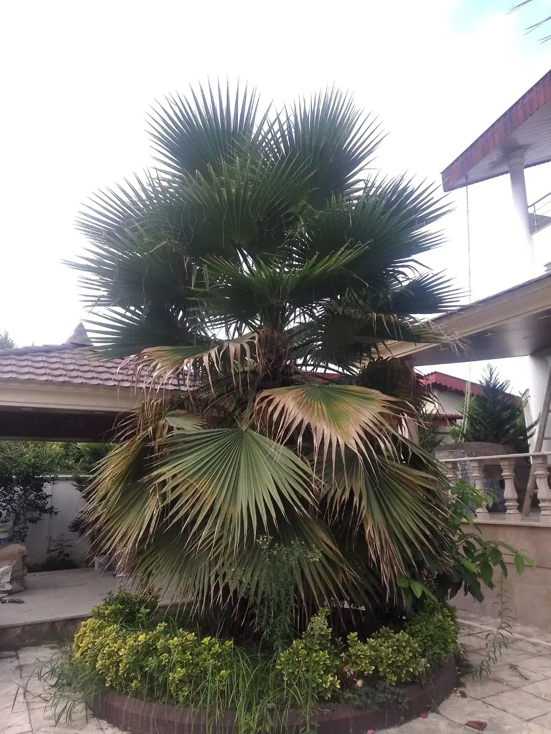 علفتراشی هرس برش چوب وغیره|خدمات باغبانی و درختکاری|عباس‌آباد, |دیوار